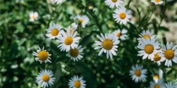 Como cultivar a planta mais relaxante e poderosa contra ansiedade