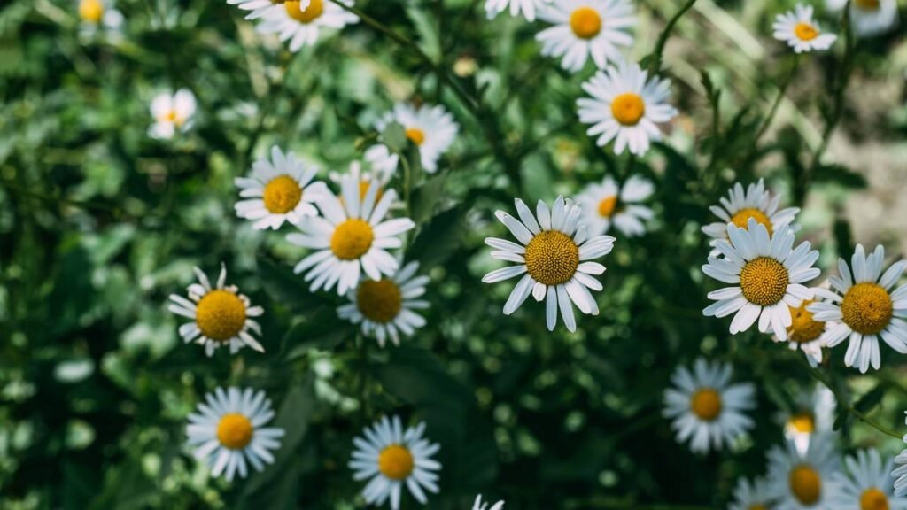 3 ervas que ajudam a dormir melhor e você pode cultivar em casa