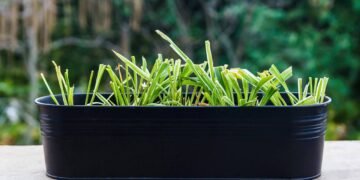 Como cultivar capim-limão em vasos e ter chá fresco sempre