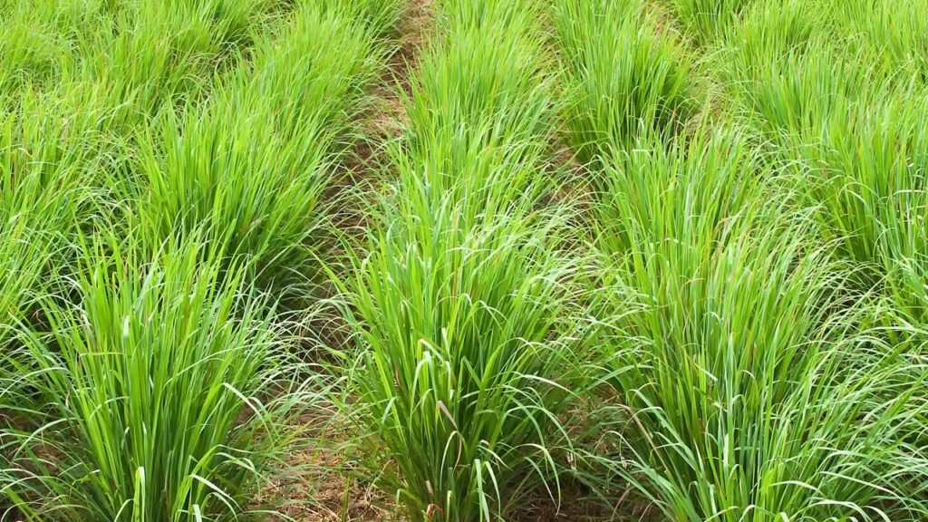 Como cultivar a planta que perfuma, acalma e ainda protege sua casa