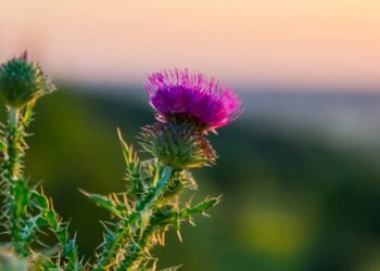 A planta que você precisa ter em casa, ela regenera o fígado, trata pedras nos rins e poucos conhecem