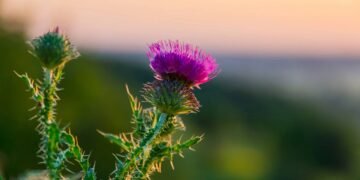 A planta que você precisa ter em casa, ela regenera o fígado, trata pedras nos rins e poucos conhecem
