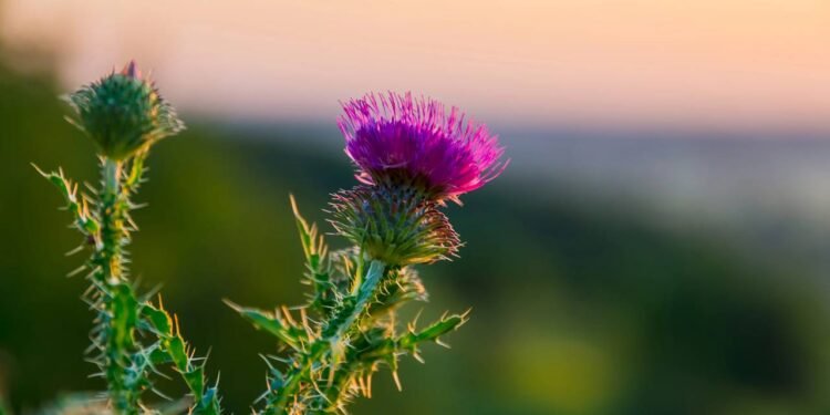O poderes do cardo mariano - Créditos: depositphotos.com / FotoLesnik