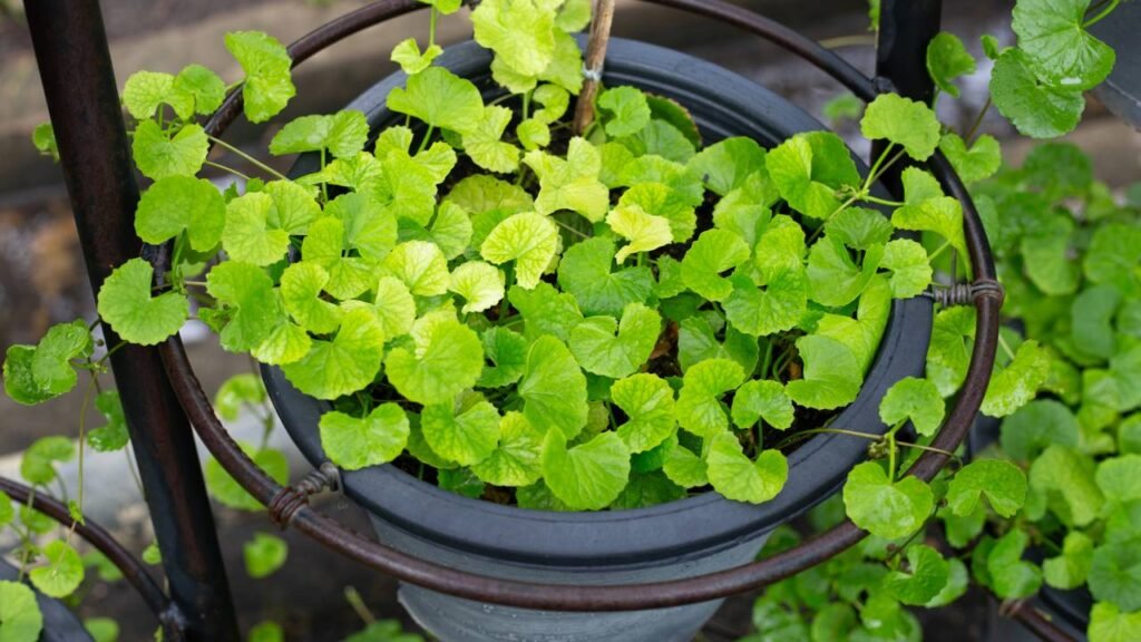 As melhores ervas para turbinar foco e memória no seu espaço de estudo