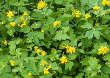 Conheça esta planta milagrosa usada para limpar e cicatrizar a pele