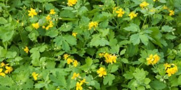 Conheça esta planta milagrosa usada para limpar e cicatrizar a pele