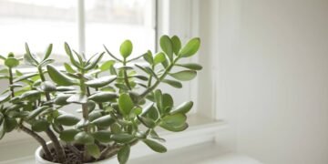 O real motivo que sua árvore de jade não está florescendo nesta primavera