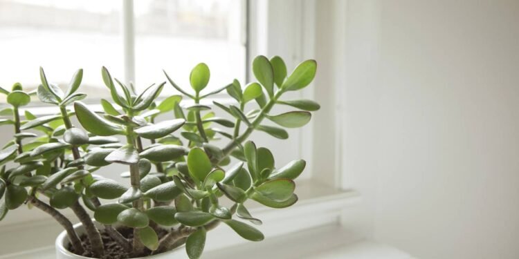 Árvore de jade volta a ser destaque na decoração e no feng shui - Créditos: depositphotos.com / SaskiaAugust