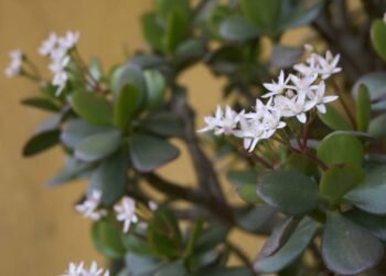 O real motivo que sua árvore de jade não está florescendo nesta primavera