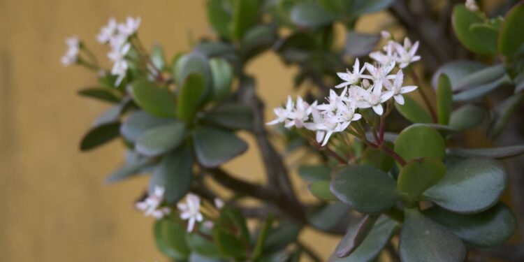 A planta da sorte que precisa de cuidados simples para florescer - Créditos: depositphotos.com / simonapavan