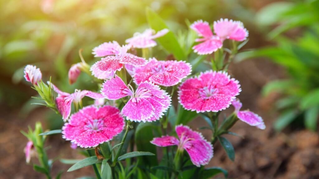 Flores que resistem ao calor e deixam seu jardim mais vivo que nunca