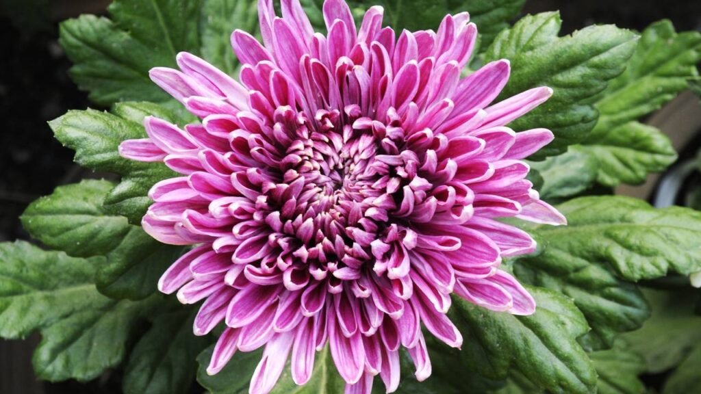 Essas flores vão muito além da beleza e podem mudar o ar da sua casa