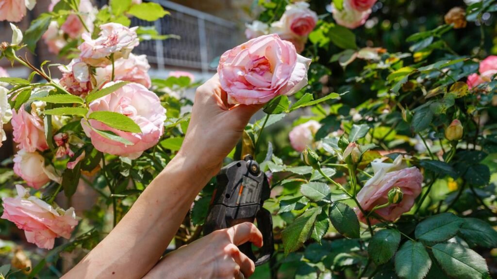 Essas flores vão muito além da beleza e podem mudar o ar da sua casa