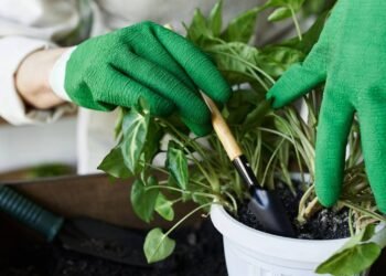 Como cultivar ora-pro-nóbis em casa de forma simples e nutritiva