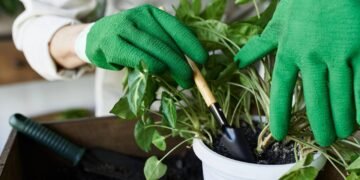 Como cultivar ora-pro-nóbis em casa de forma simples e nutritiva