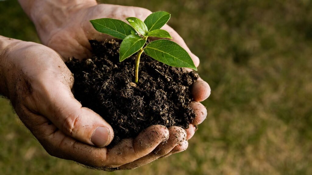 5 plantas que afastam formigas e deixam sua cozinha mais cheirosa