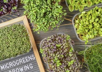 Cultive seus próprios temperos em casa e economize até 70% nas idas ao mercado