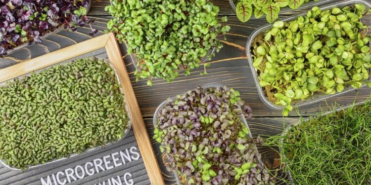 Cultive seus próprios temperos em casa e economize até 70% nas idas ao mercado