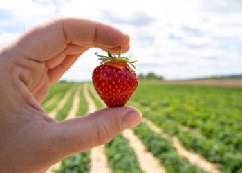 Frutas que você pode cultivar em casa que combatem o envelhecimento precoce