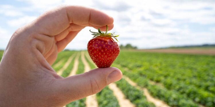 Frutas que você pode cultivar em casa que combatem o envelhecimento precoce