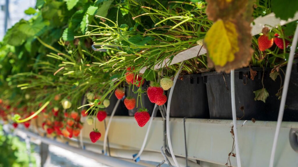 Tenha morangos doces o ano todo com dicas simples de cultivo