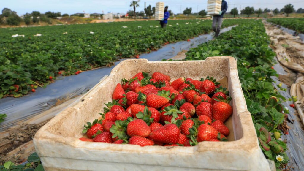 Tenha morangos doces o ano todo com dicas simples de cultivo
