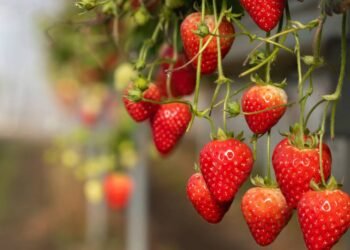 Essa dica simples fez meus morangos ficarem mais doces e durarem mais