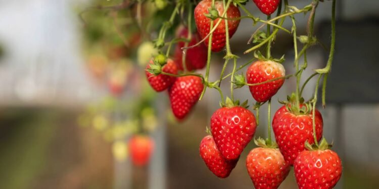 Essa dica simples fez meus morangos ficarem mais doces e durarem mais