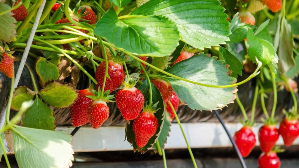 Essa dica simples fez meus morangos ficarem mais doces e durarem mais