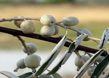 Especialista explica o risco de ter a árvore do paraíso em casa