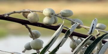 Especialista explica o risco de ter a árvore do paraíso em casa