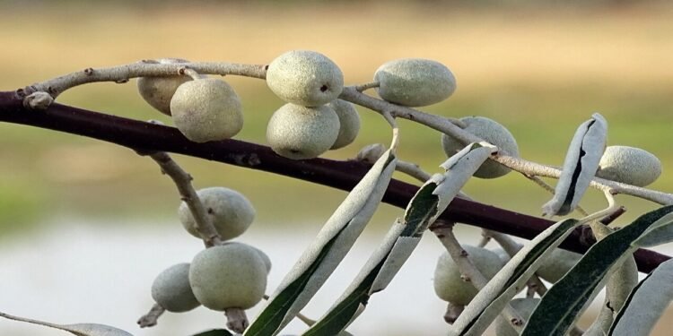 A árvore mais perigosa das praças brasileiras - Créditos: Divulgação/Wikimedia Commons