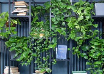 O guia definitivo para quem mata até cactos, mas quer ter planta