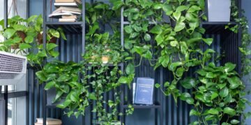 O guia definitivo para quem mata até cactos, mas quer ter planta