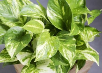 O guia definitivo para quem mata até cactos, mas quer ter planta