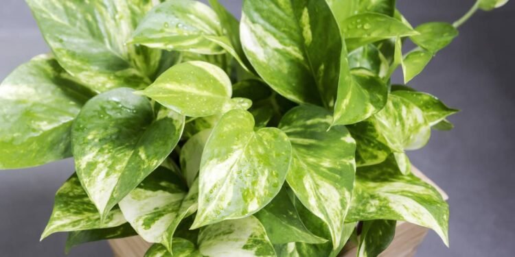 A jiboia é um planta considerada de fácil cultivo - Créditos: depositphotos.com / Myimagine