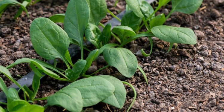 As folhas verdes mais poderosas para sua saúde que você pode plantar em casa