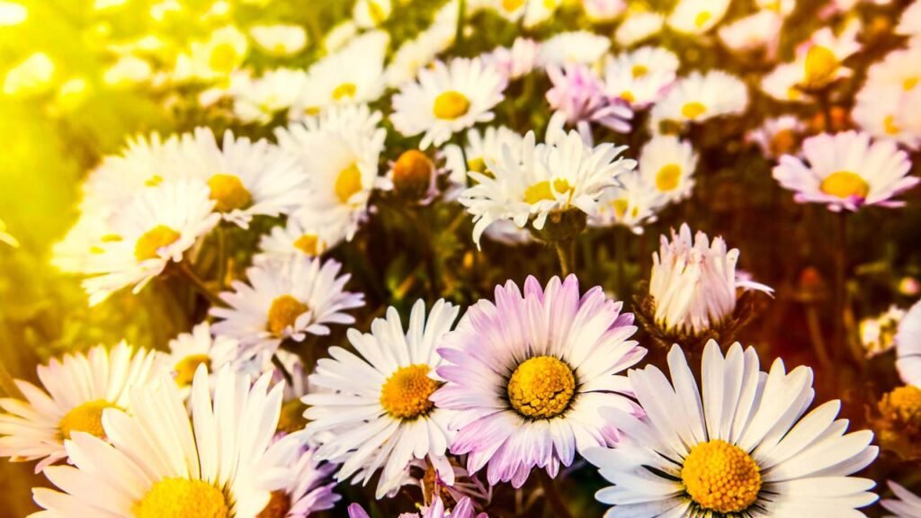 5 flores perfumadas que reduzem o estresse e são perfeitas para cultivar na primavera