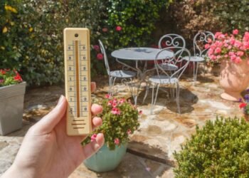 Solução barata e natural que faz suas flores durarem mais no calor