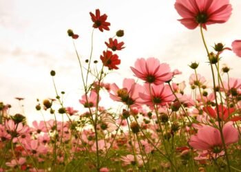 As 5 flores mais perfumadas da primavera para cultivar no jardim