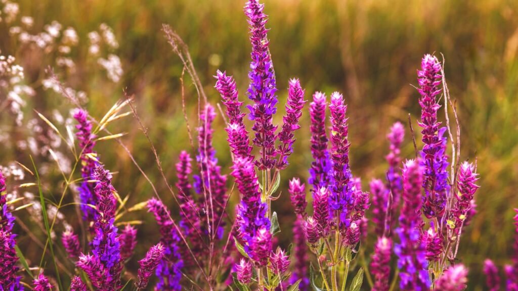 O que significa quando um beija-flor visita seu jardim?