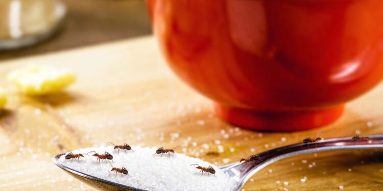 5 plantas que afastam formigas e deixam sua cozinha mais cheirosa