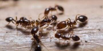 Esse erro comum pode estar atraindo formigas para sua casa sem você perceber