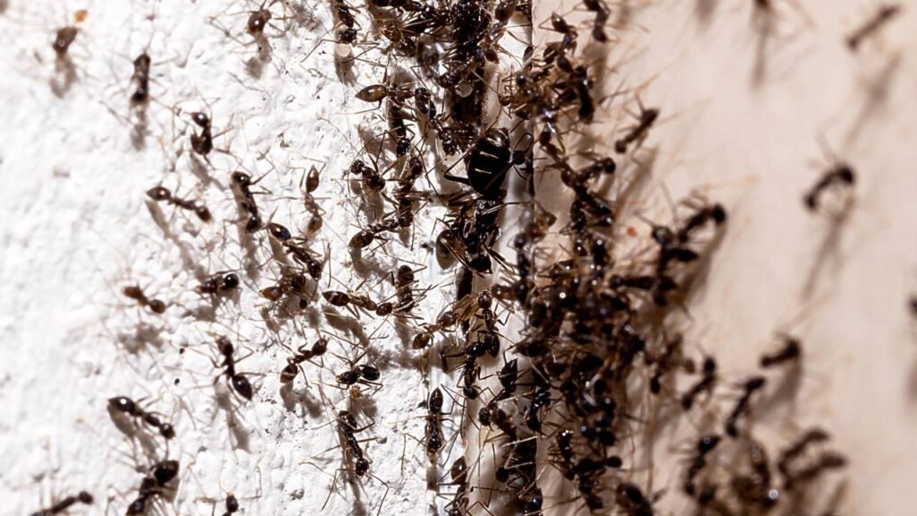 Esse erro comum pode estar atraindo formigas para sua casa sem você perceber