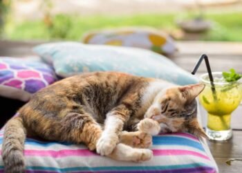 Esse gesto do seu gato parece simples, mas tem um significado profundo