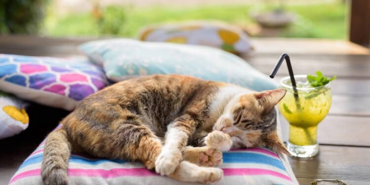 Esse gesto do seu gato parece simples, mas tem um significado profundo