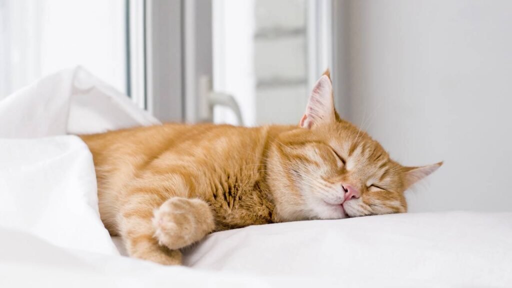 Esse gesto do seu gato parece simples, mas tem um significado profundo