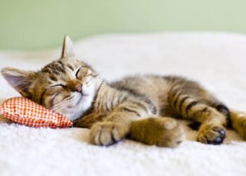 Os cuidados mais importantes para proteger seu gato do frio intenso