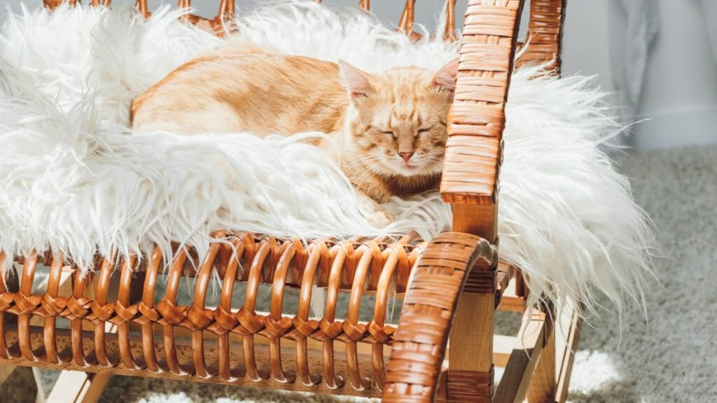 Os cuidados mais importantes para proteger seu gato do frio intenso