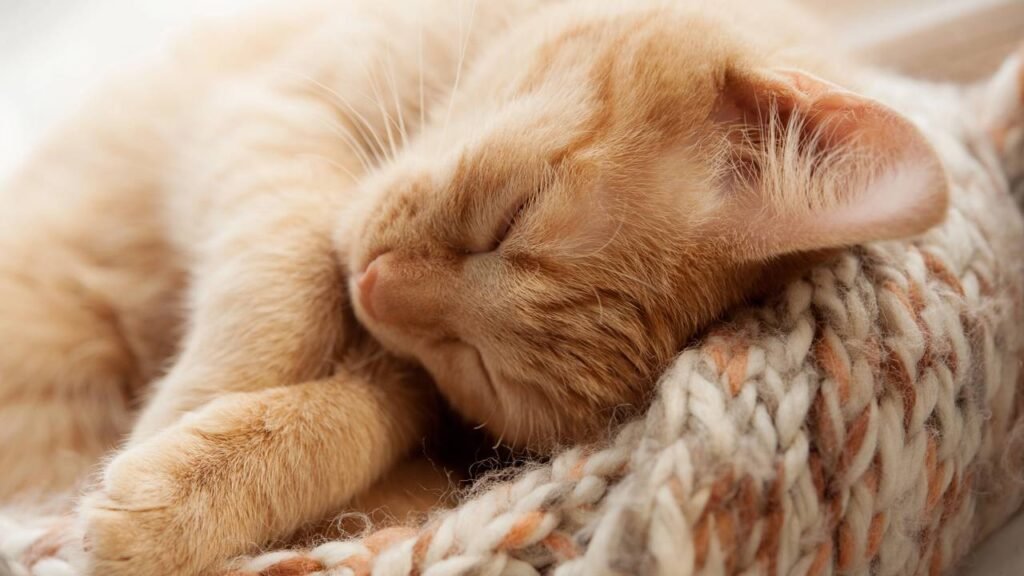 Os cuidados mais importantes para proteger seu gato do frio intenso